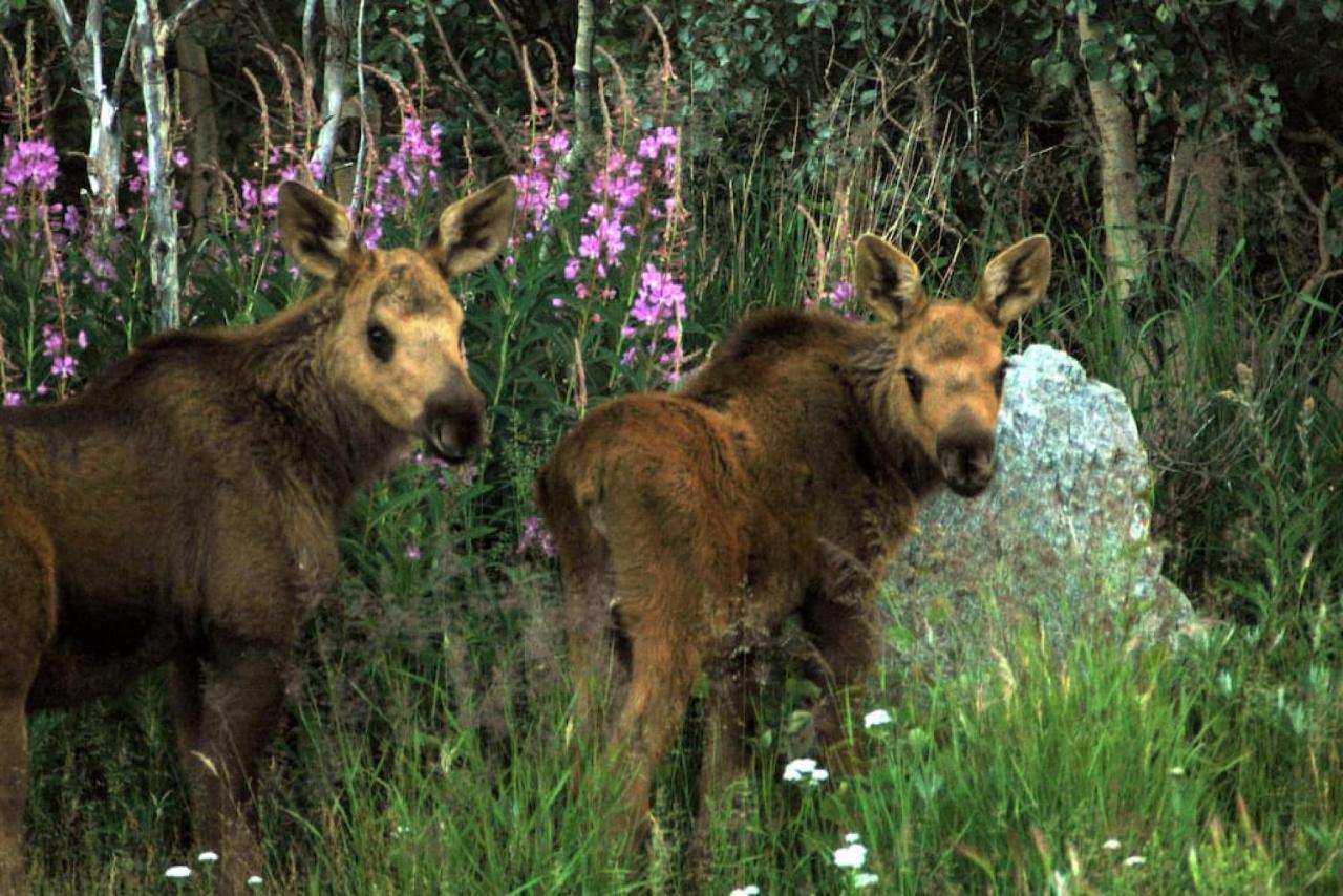 Denali Park 2 Bedroom Mom In Law Healy Εξωτερικό φωτογραφία